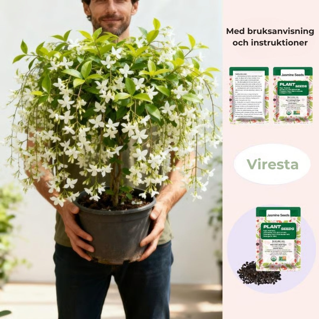 100 Doftande Jasminfrön (GMO-fria)