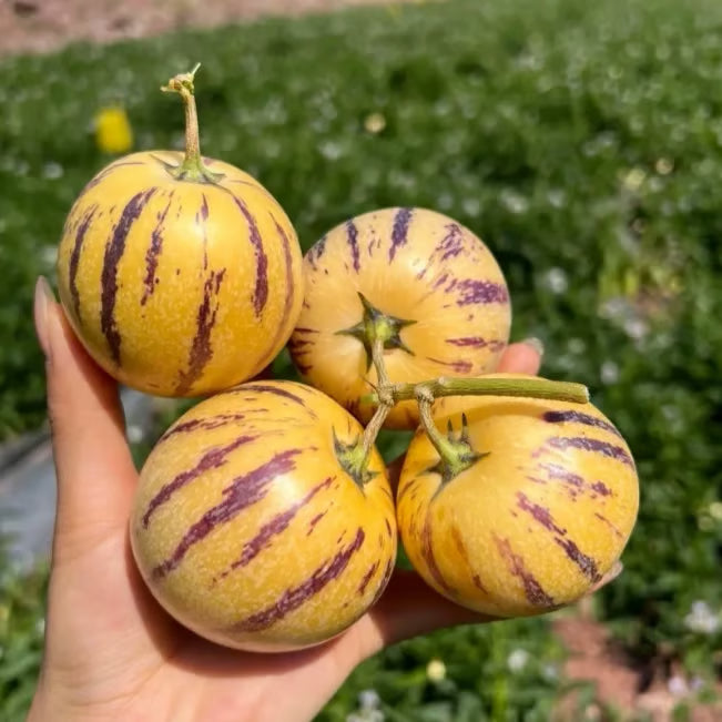 Pepino-melonfröblandning – 1000 stycken