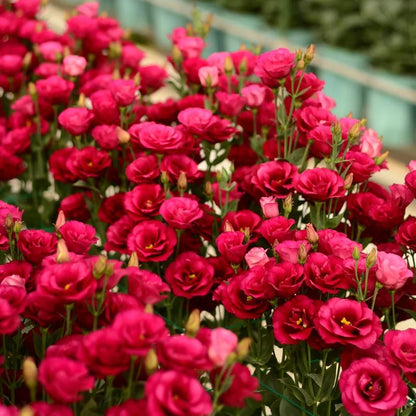 Eustoma – tagglösa rosor – frön (100 st) 💐