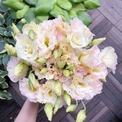 Eustoma – tagglösa rosor – frön (100 st) 💐