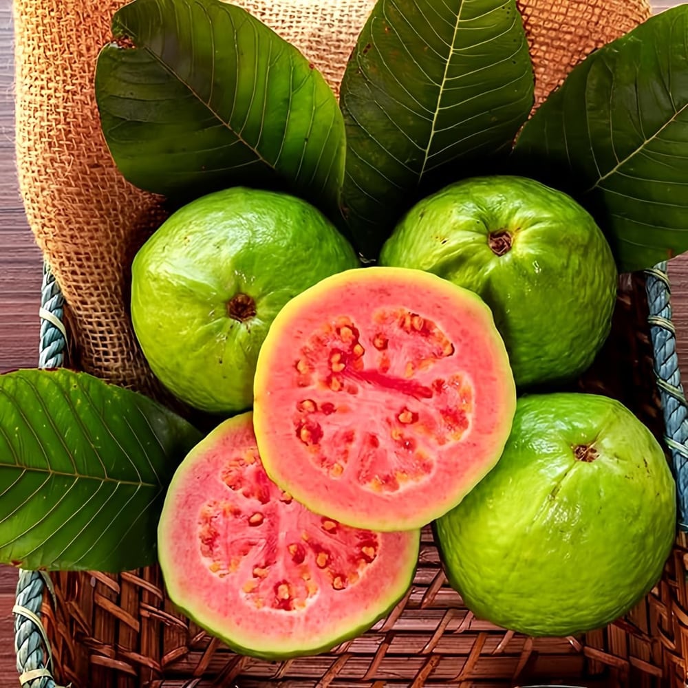 Ekologiska rosa Guava Frön – 60 stycken