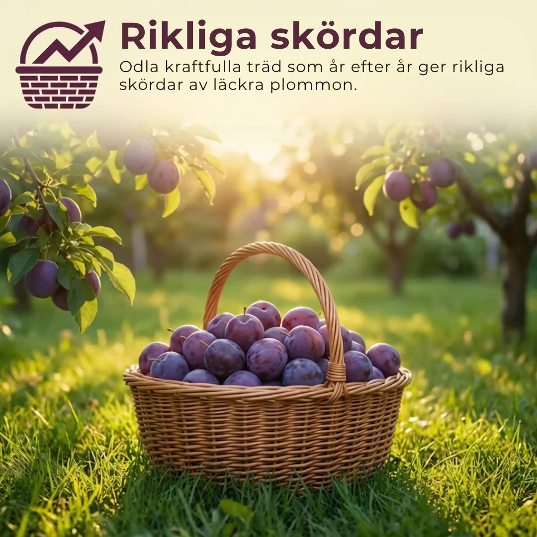 Fröblandning för plommonträd – 100 stycken