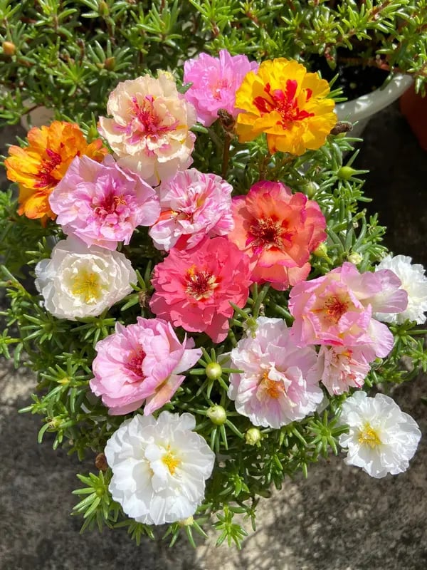 🌸Mosroos-fröblandning (1000 st) – 🌿Portulaka / Solros