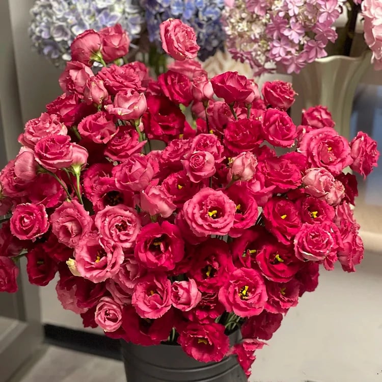 Eustoma – tagglösa rosor – frön (100 st) 💐