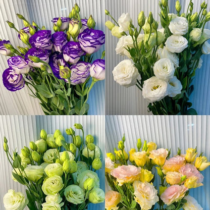 Eustoma – tagglösa rosor – frön (100 st) 💐