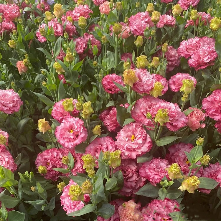Eustoma – tagglösa rosor – frön (100 st) 💐