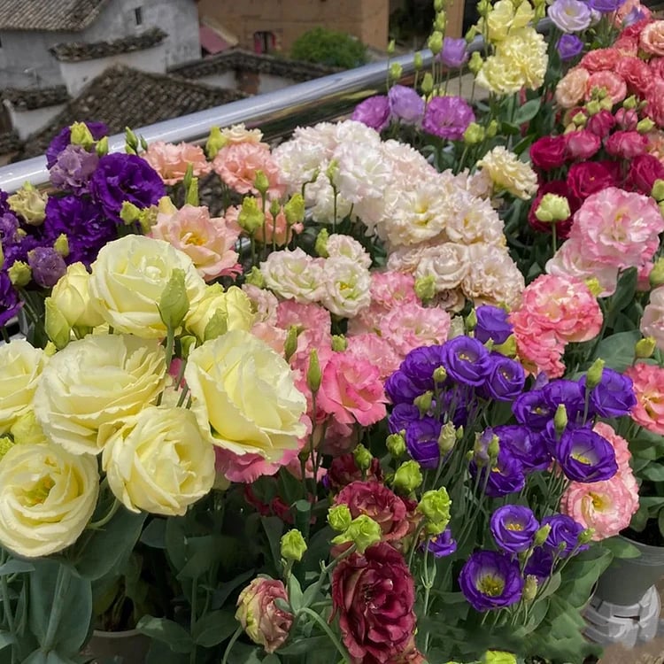Eustoma – tagglösa rosor – frön (100 st) 💐
