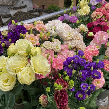 Eustoma – tagglösa rosor – frön (100 st) 💐