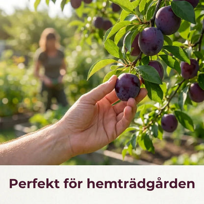 Fröblandning för plommonträd – 100 stycken