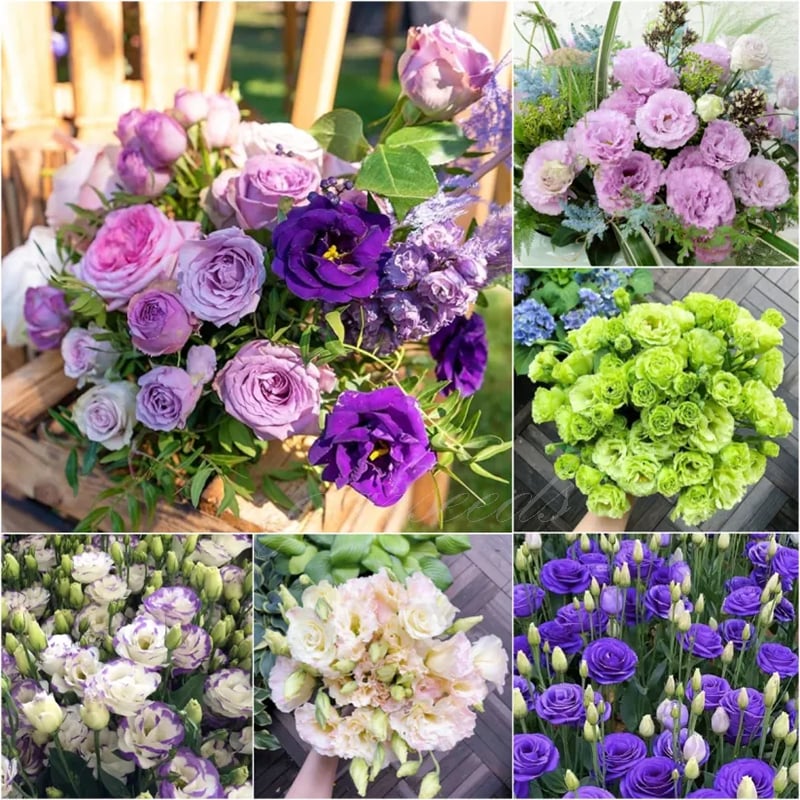 Eustoma – tagglösa rosor – frön (100 st) 💐