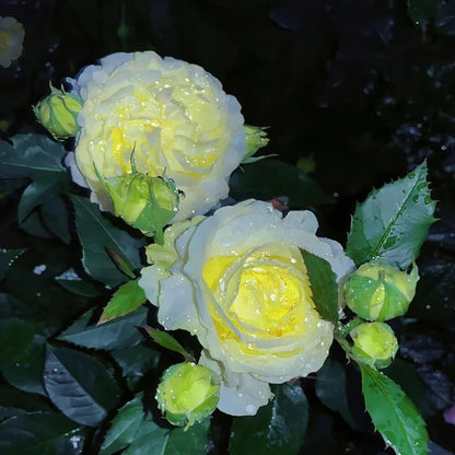 Eustoma – tagglösa rosor – frön (100 st) 💐