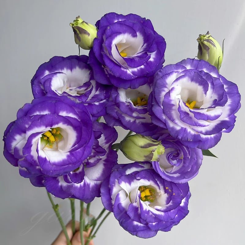 Eustoma – tagglösa rosor – frön (100 st) 💐
