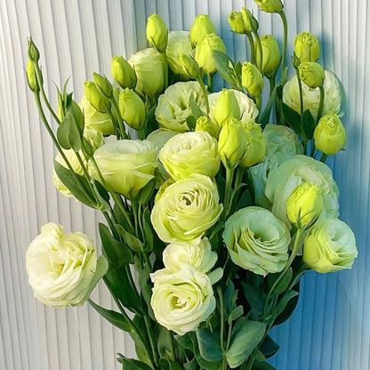 Eustoma – tagglösa rosor – frön (100 st) 💐