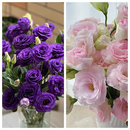 Eustoma – tagglösa rosor – frön (100 st) 💐