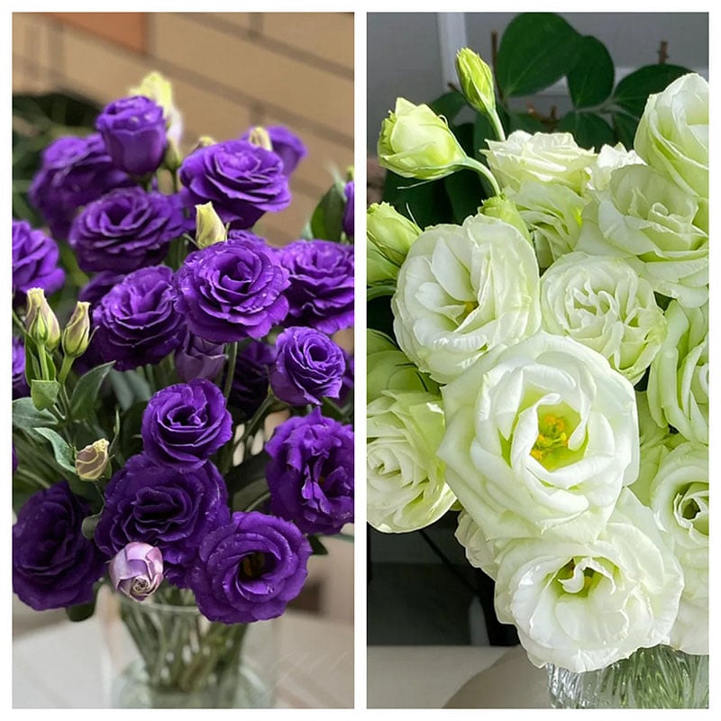 Eustoma – tagglösa rosor – frön (100 st) 💐