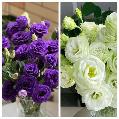 Eustoma – tagglösa rosor – frön (100 st) 💐