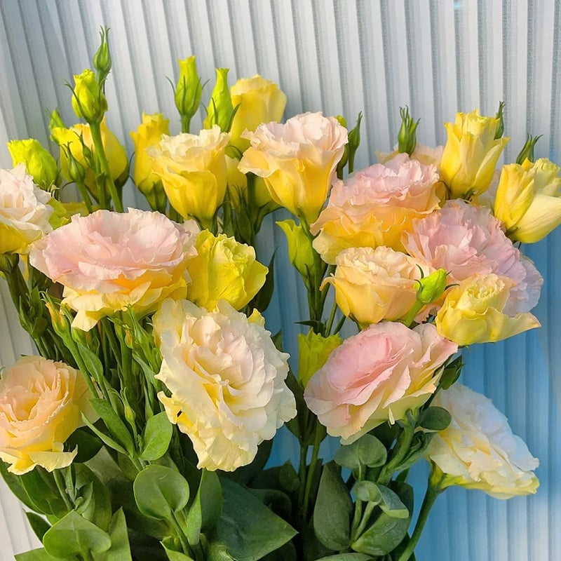 Eustoma – tagglösa rosor – frön (100 st) 💐