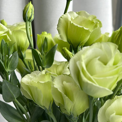Eustoma – tagglösa rosor – frön (100 st) 💐