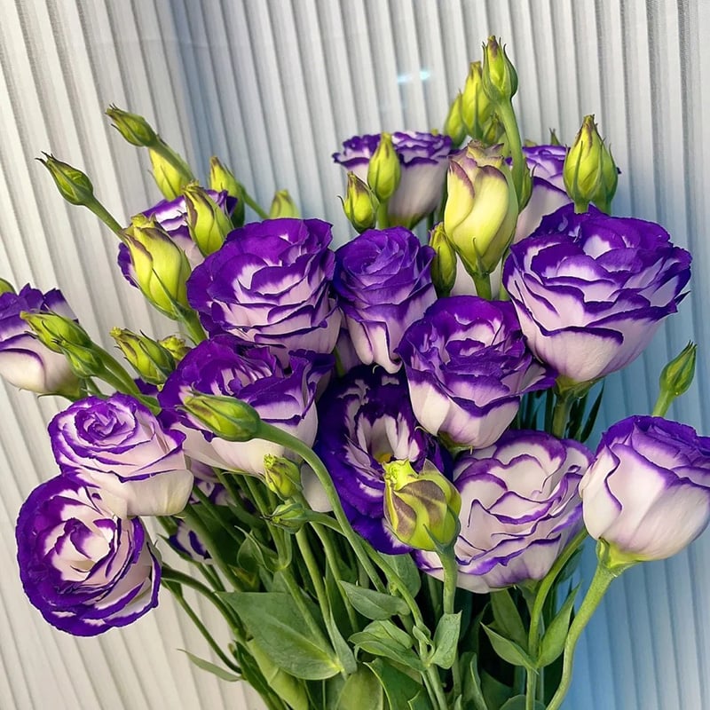 Eustoma – tagglösa rosor – frön (100 st) 💐
