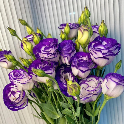 Eustoma – tagglösa rosor – frön (100 st) 💐