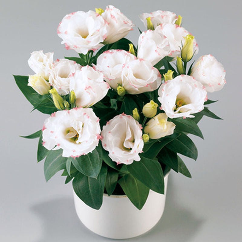 Eustoma – tagglösa rosor – frön (100 st) 💐