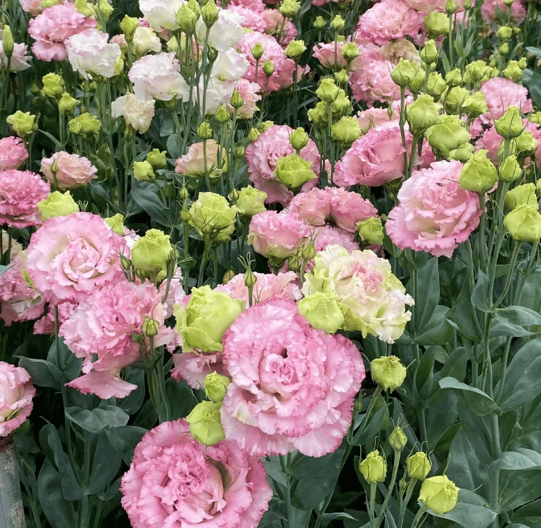 Eustoma – tagglösa rosor – frön (100 st) 💐