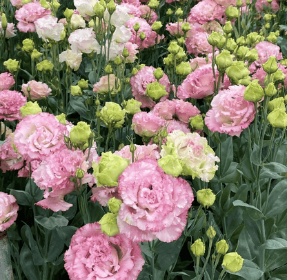 Eustoma – tagglösa rosor – frön (100 st) 💐
