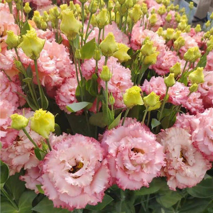 Eustoma – tagglösa rosor – frön (100 st) 💐
