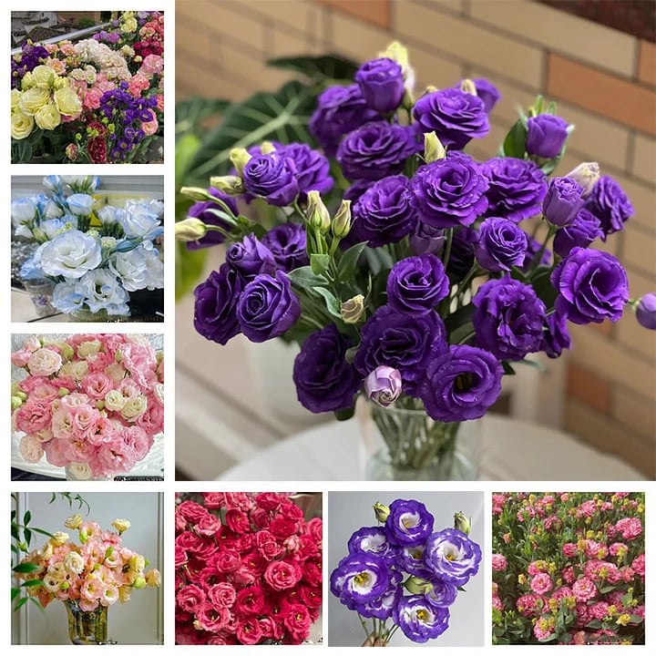 Eustoma – tagglösa rosor – frön (100 st) 💐