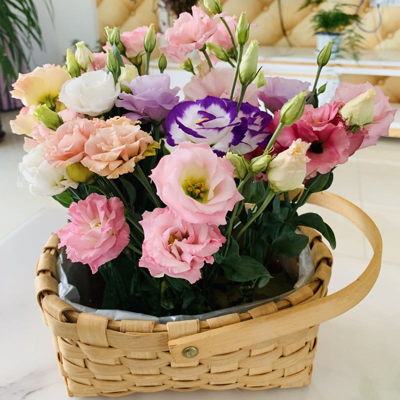 Eustoma – tagglösa rosor – frön (100 st) 💐