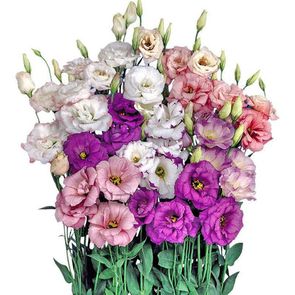 Eustoma – tagglösa rosor – frön (100 st) 💐