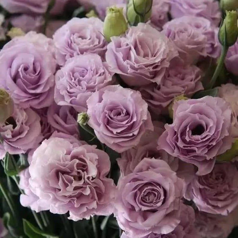 Eustoma – tagglösa rosor – frön (100 st) 💐