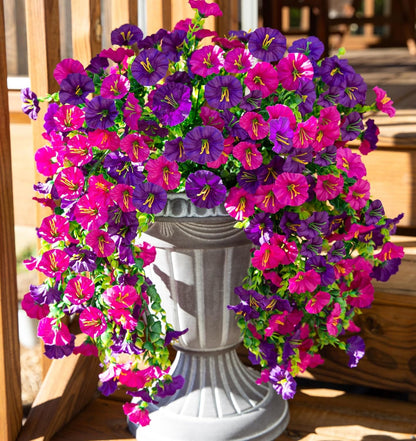 Morning Glory (Ipomoea tricolor)| UV-Beständig