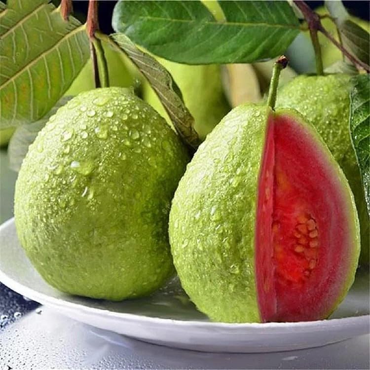 Ekologiska rosa Guava Frön – 60 stycken