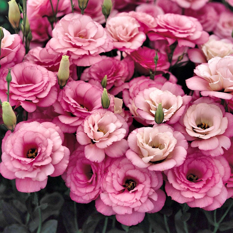 Eustoma – tagglösa rosor – frön (100 st) 💐