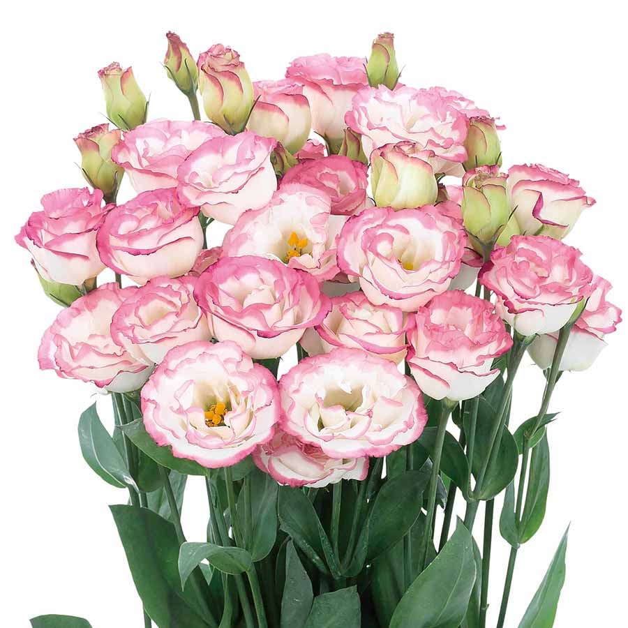 Eustoma – tagglösa rosor – frön (100 st) 💐