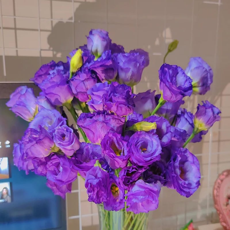 Eustoma – tagglösa rosor – frön (100 st) 💐