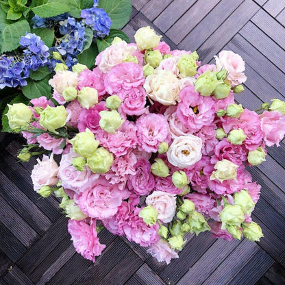Eustoma – tagglösa rosor – frön (100 st) 💐