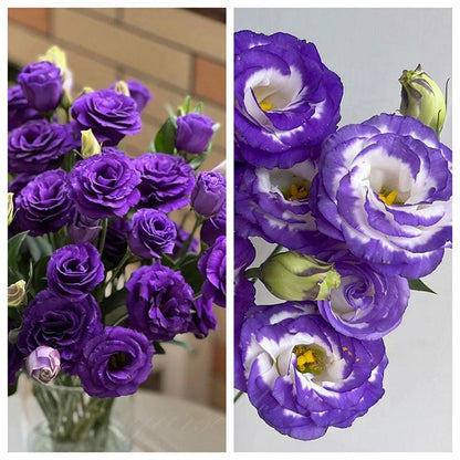 Eustoma – tagglösa rosor – frön (100 st) 💐