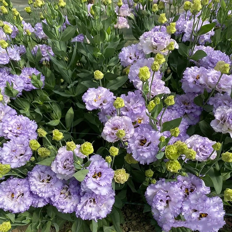 Eustoma – tagglösa rosor – frön (100 st) 💐