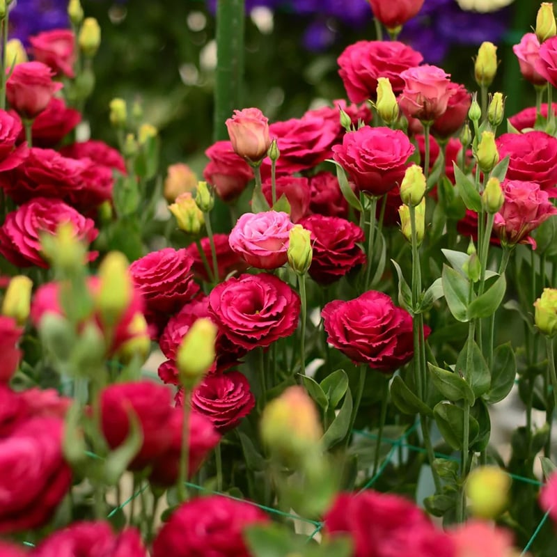 Eustoma – tagglösa rosor – frön (100 st) 💐