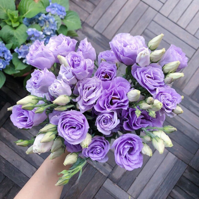 Eustoma – tagglösa rosor – frön (100 st) 💐