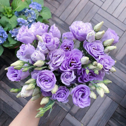 Eustoma – tagglösa rosor – frön (100 st) 💐