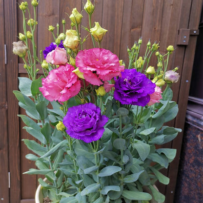 Eustoma – tagglösa rosor – frön (100 st) 💐