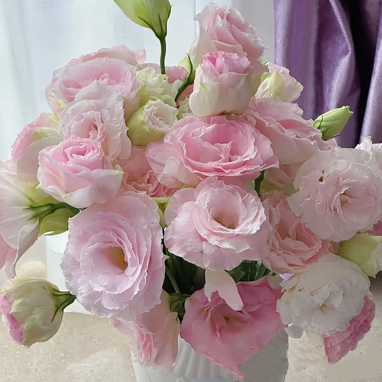 Eustoma – tagglösa rosor – frön (100 st) 💐