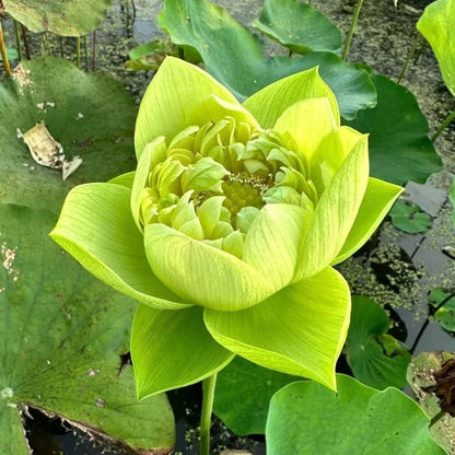 Heliga lotusfrön – 100 stycken