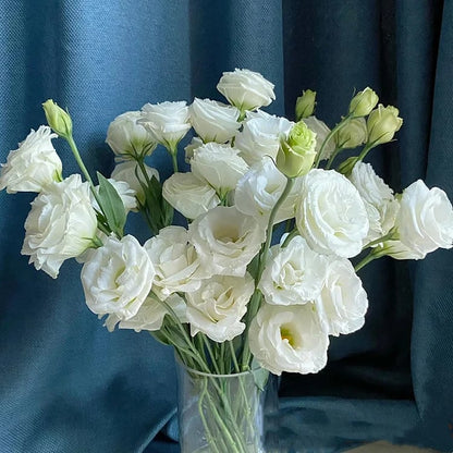 Eustoma – tagglösa rosor – frön (100 st) 💐