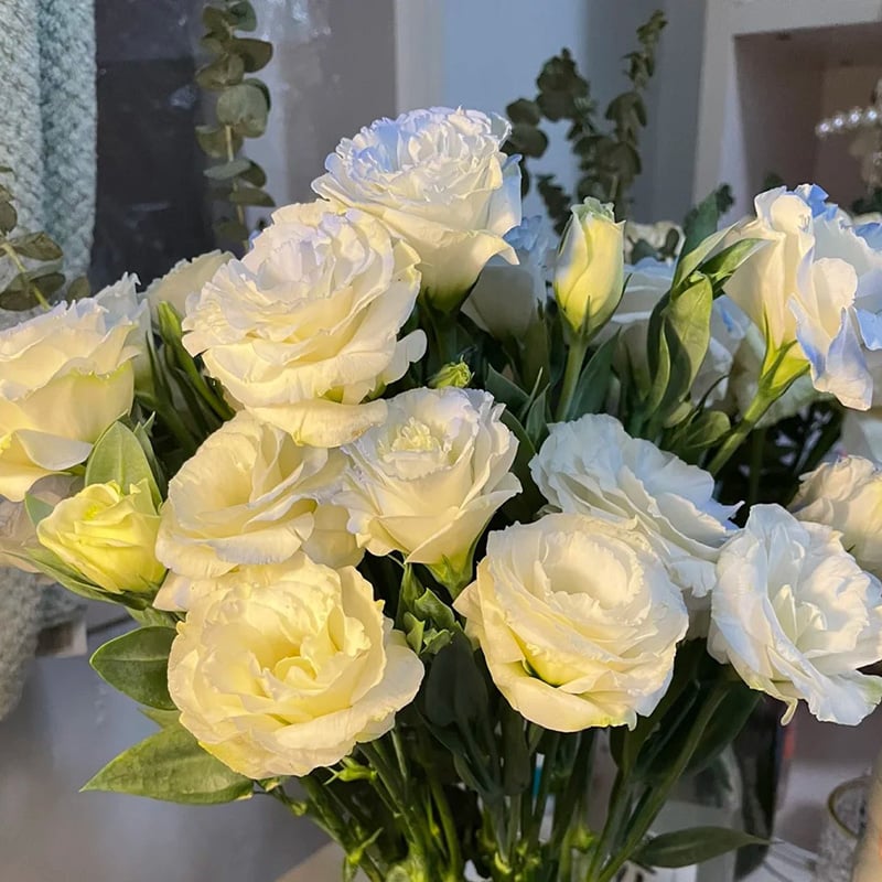 Eustoma – tagglösa rosor – frön (100 st) 💐