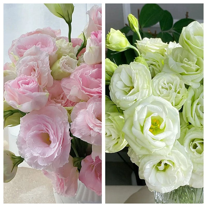 Eustoma – tagglösa rosor – frön (100 st) 💐