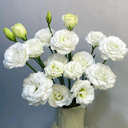 Eustoma – tagglösa rosor – frön (100 st) 💐